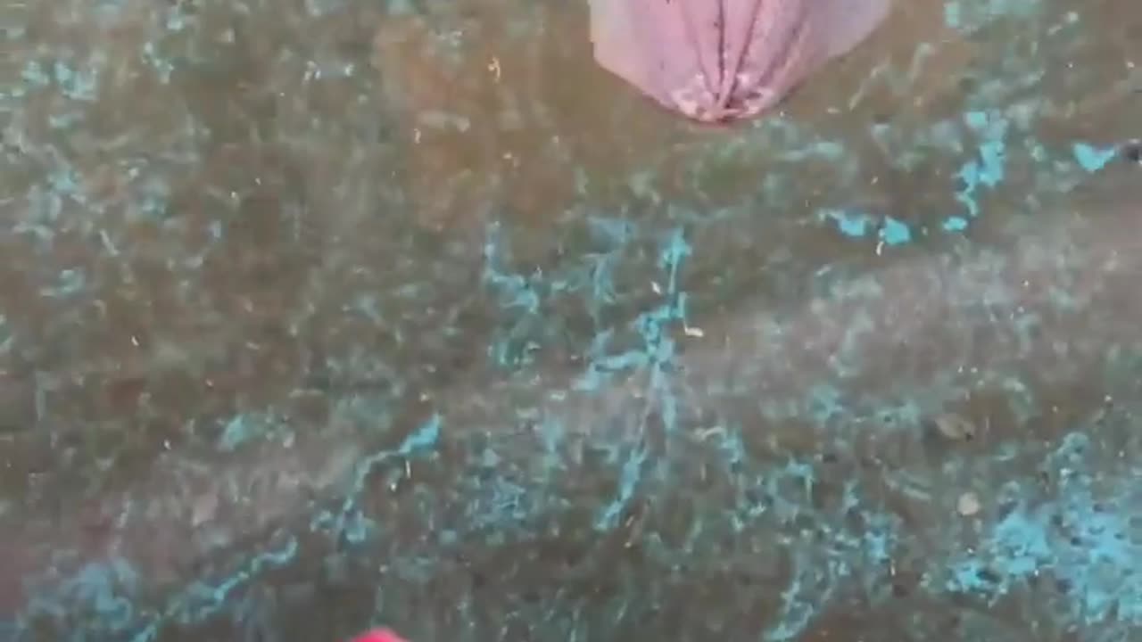 🤯✨ Watch a Cuttlefish Use Its Tentacles to Grab Food Instantly! | FeedMyCuriosity