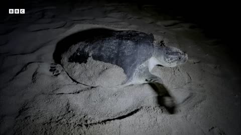 ‎Baby Turtles Try to Survive Against All Odds | Hidden India | BBC Earth