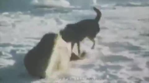 Neuschwabenland: Hitler’s Secret Base in Antarctica