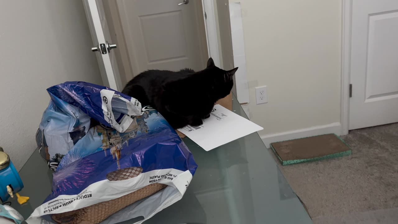 Cute Precious Piper Points Out a Packing Label to the Office - My Adopted Shelter Cat Vlog