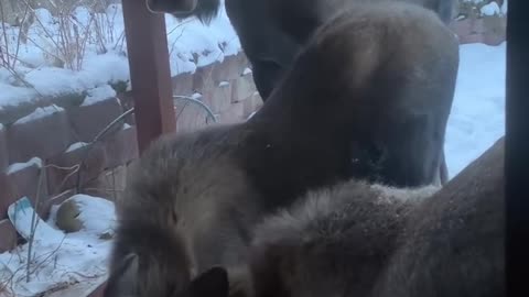 Moose Trio Eat Leftover Pumpkins