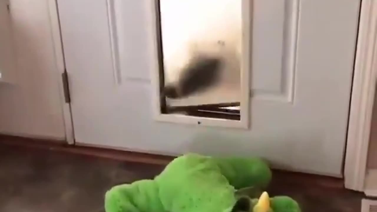 Never forget your dino.. 😅