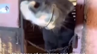 High Levels Of Distrust