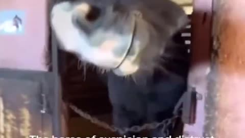 High Levels Of Distrust