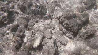 A Mad Crab 2