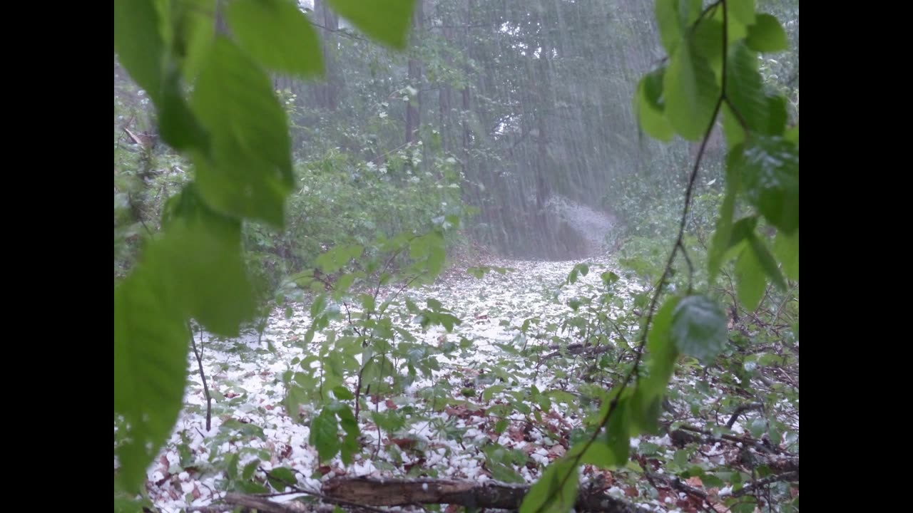 Hailstorm in the Forest | 8 Hours of Hail Sounds for Sleep, Relaxation and Meditation