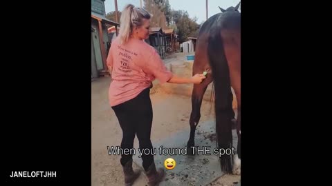 Horses Are Being Dramatic with Their Humans 🤪 Funniest ANIMAL Videos
