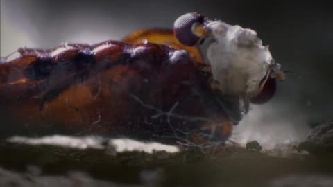 1.BBC.Life-Zivotne skusky