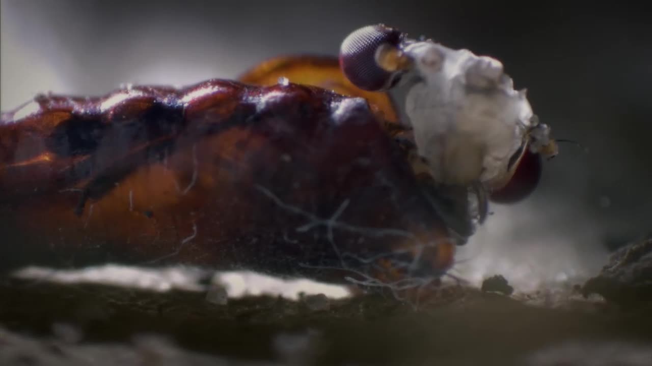 1.BBC.Life-Zivotne skusky