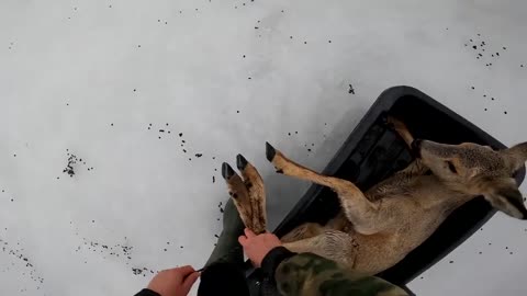People saving deer trapped on ice in Siberia