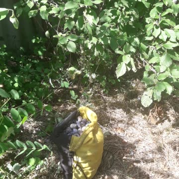 Harvest of wild plums