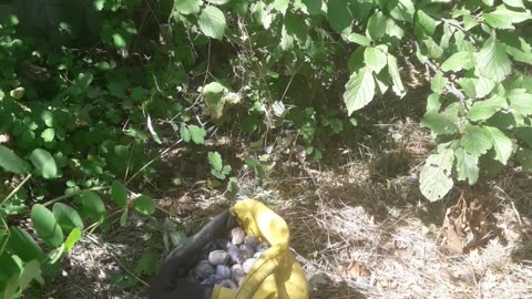 Harvest of wild plums