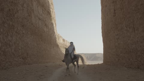 Saglawi Arabian Horse in Saudi Arabia