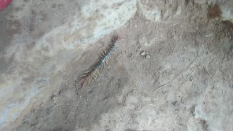 Creepy Centipede insect crawling around underground huge terrifying Gross desert bugs