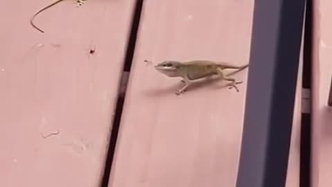 🦎😮 Two Lizards in a Bizarre Standoff! Nature Videos | FeedMyCuriosity