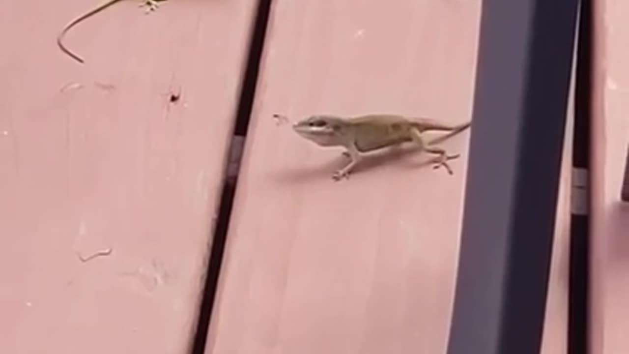 🦎😮 Two Lizards in a Bizarre Standoff! Nature Videos | FeedMyCuriosity