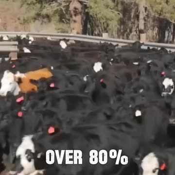 Peter Navarro: The Big Beef Cartel Has a Chokehold on Your Steak Night