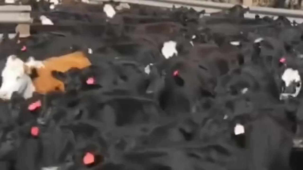 Peter Navarro: The Big Beef Cartel Has a Chokehold on Your Steak Night