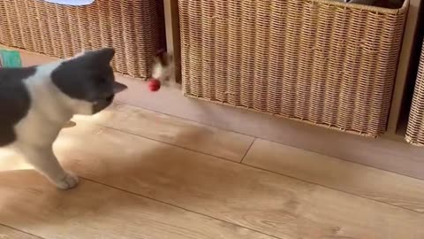 cat chasing ball buy one and earn 1000$ giveaway