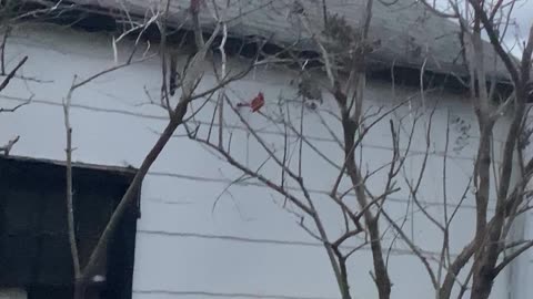 Northern Cardinal.