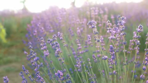 There Will Be a Harvest if You Don’t Give Up