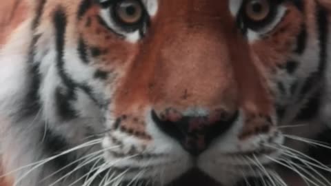 Why Are Wild Cats The Most Powerful Land Predators