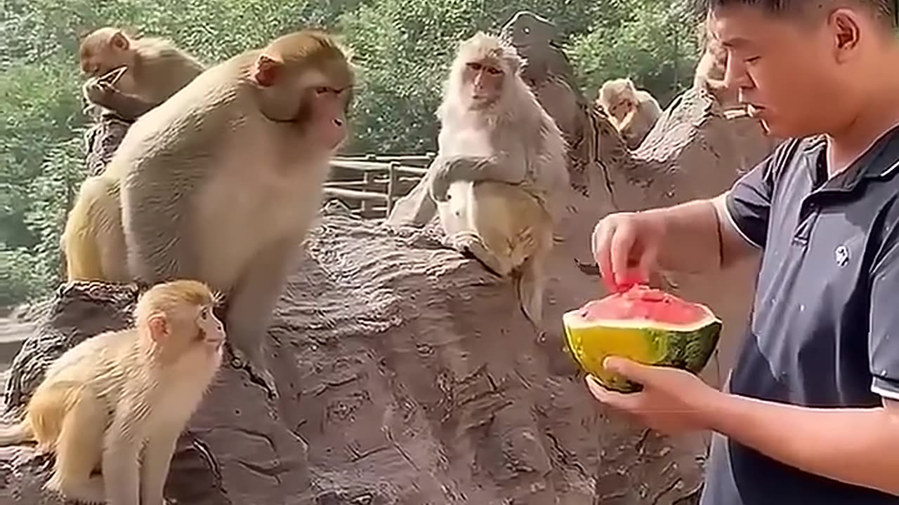 Monkeys Go Crazy for Watermelon! 🍉 Not Just Bananas Anymore!