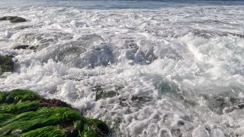 OUT ON THE REEF low tide #lajolla #beachlife #socal