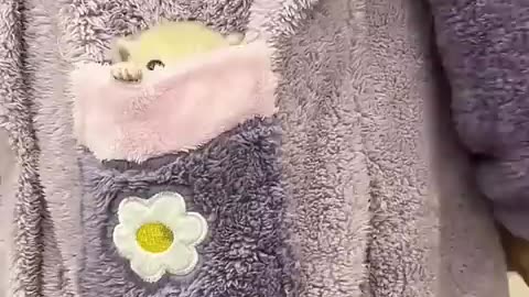 Breaking: 🐱 Funny cat videos | cute cats | Try not to laugh | Cat videos Compila