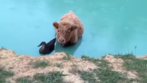 🤣🐄 This Cow Thinks It's a Duck! | FunFM