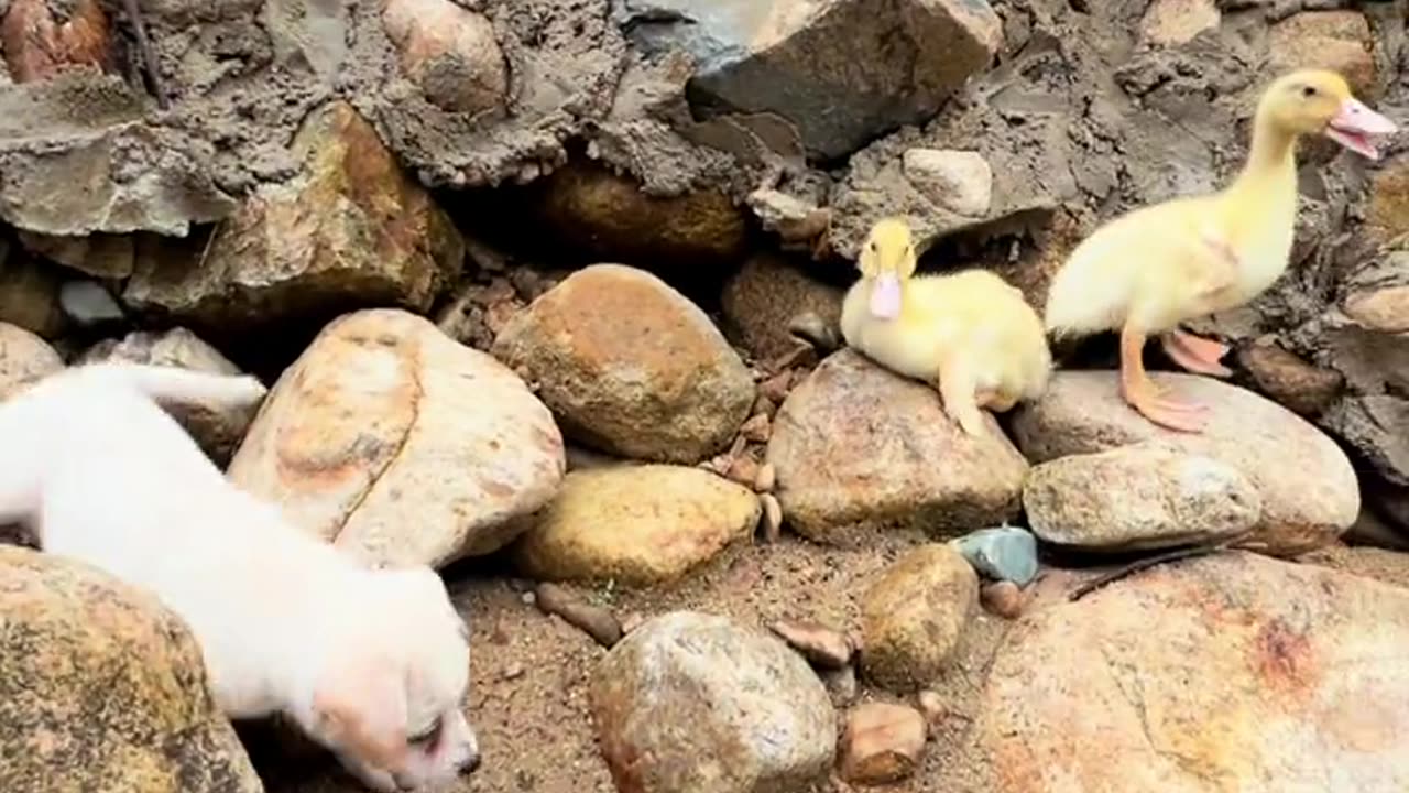 Viral Cute Pet Funny Video