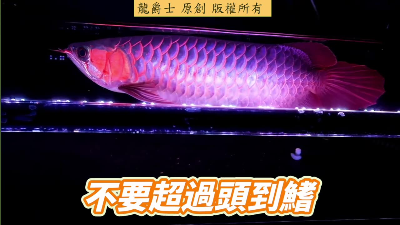 【龍爵士】千問千答 Q250 紅龍吃蜈蚣要注意什麼