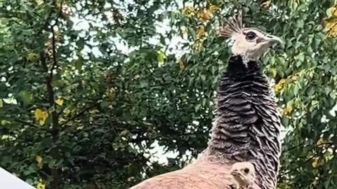 🌟🐦 Awww! Mom's Little Peacock Finds Safety | FeedMyCuriosity