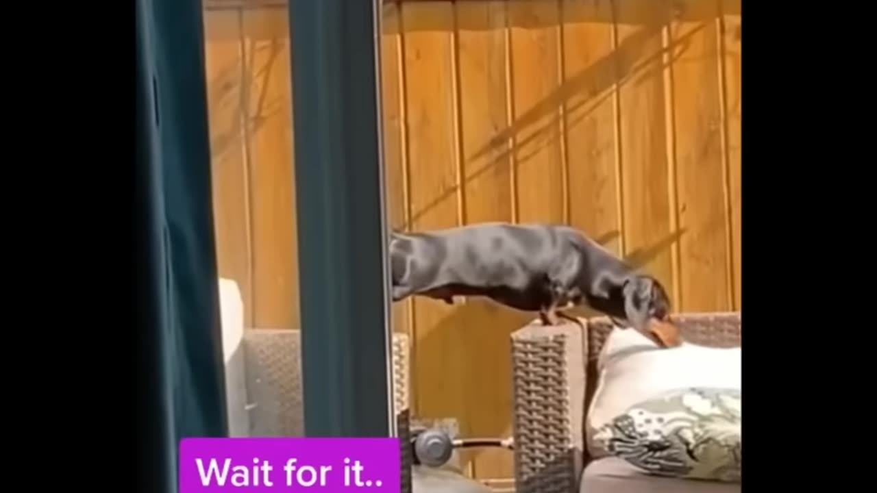 animals funny video viral