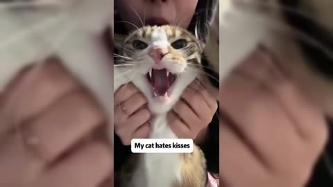 Kiss your cats and see their reactions🤣