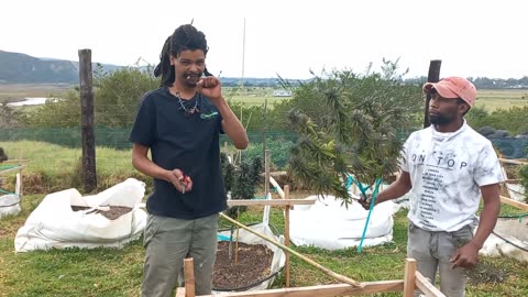 First Nation Organics harvest wintercrop