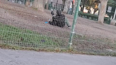 English Bulldog Goes for the Tackle