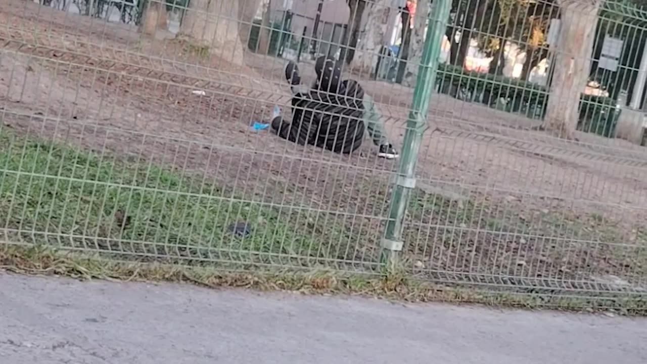 English Bulldog Goes for the Tackle