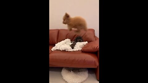 Absolutely Nothing Beats Dogs with the ZOOMIES!