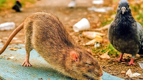 Yoga rat