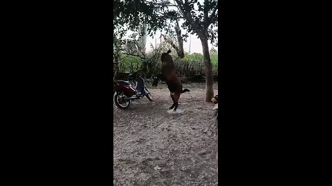 Brincadeira com o Bode