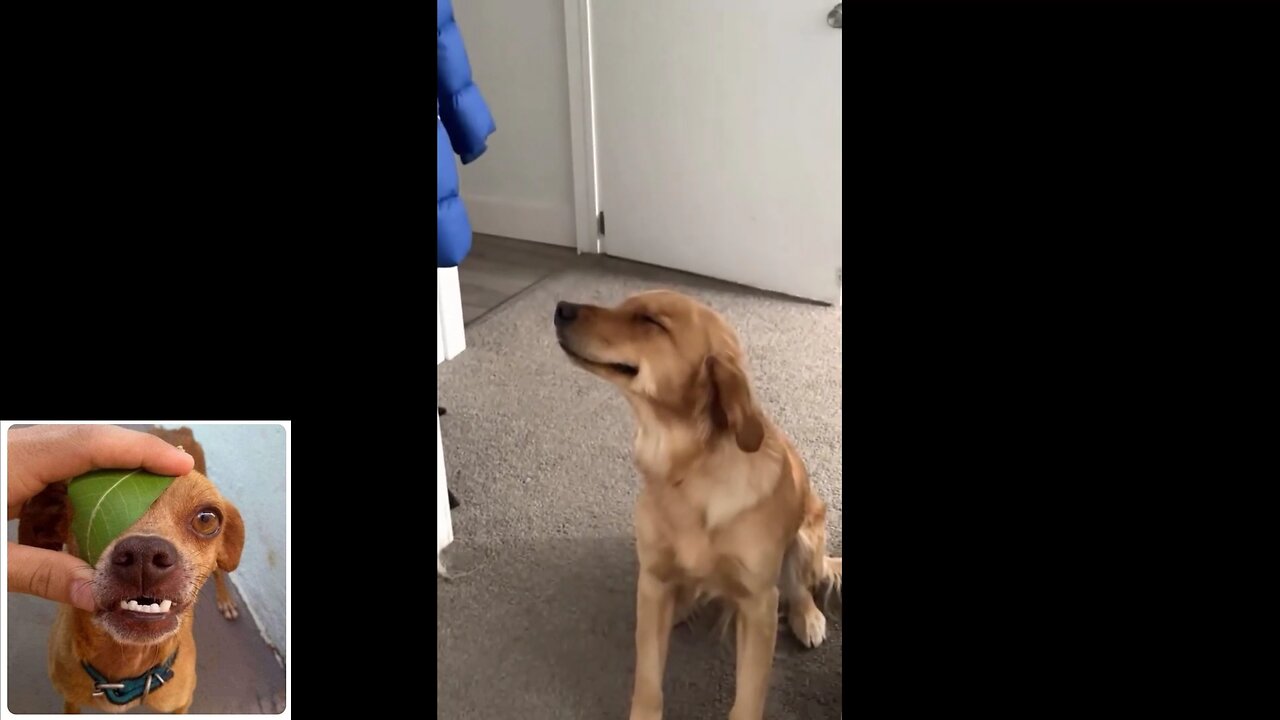 Funny videos compilation 53