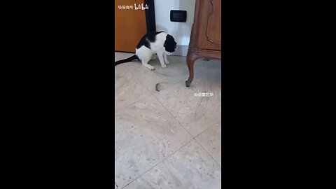 cat: notify the house mice