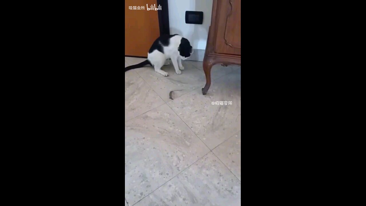 cat: notify the house mice