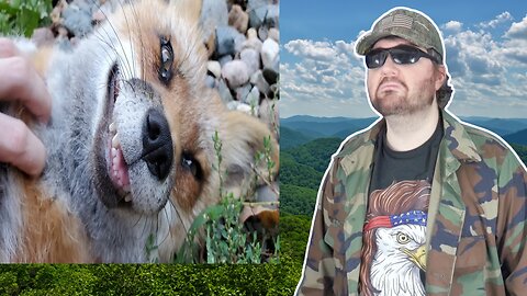 Finnegan Fox Got Muddy! (SaveAFox) - Reaction! (BBT)