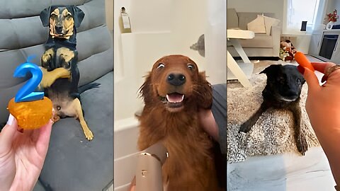 Oscar-Worthy! Animals Being Dramatic 😂 Funniest Animal Videos Compilation 🐾