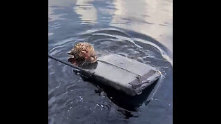 Rescatan a un jaguar herido en un río en Brasil