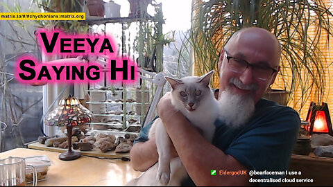Say Hi to Veeya, Our Lilac Modern Lynx Balinese Kitty Cat