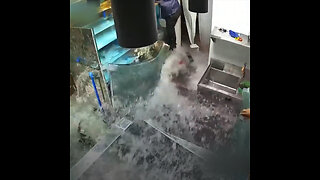 Explota una pecera en un restaurante chino