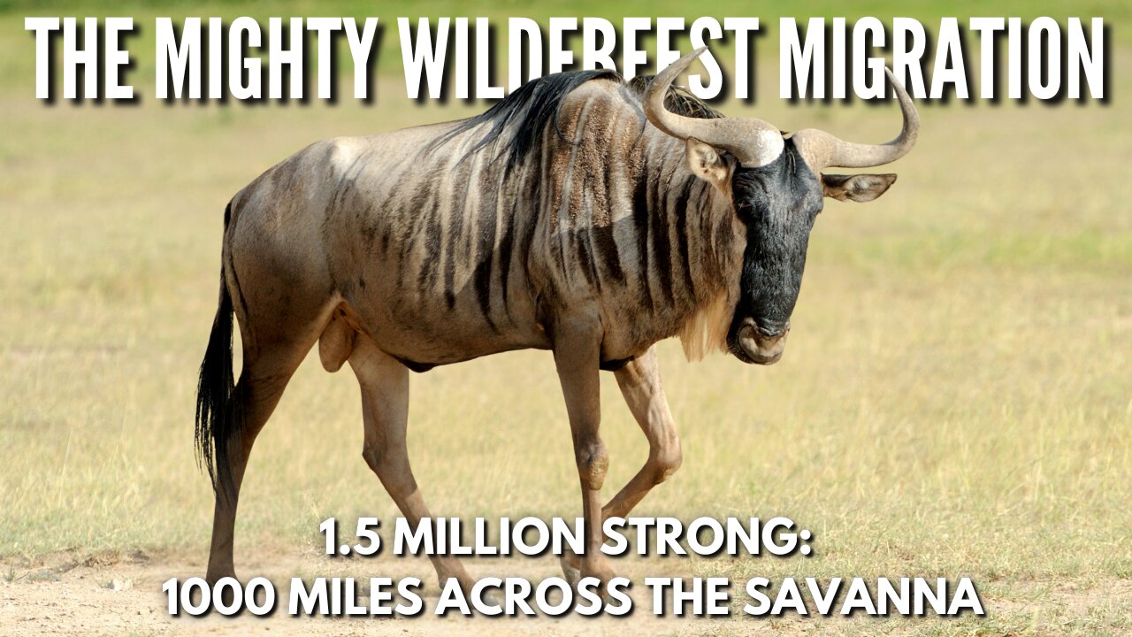 The Mighty Wildebeest: Africa’s Amazing Migration Marvel! 🐃